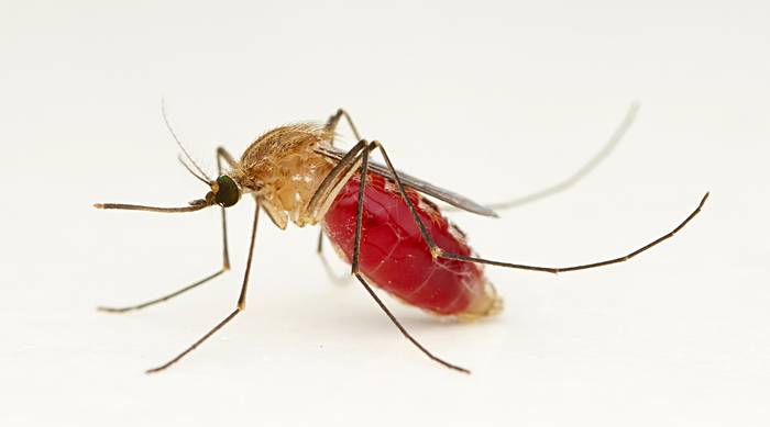 Африканский малярийный комар (Anopheles gambiae), фото фотография насекомые