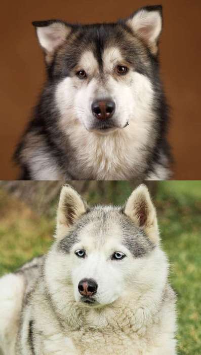 Маламут (вверху) и хаски (внизу) голова, фото фотография собаки