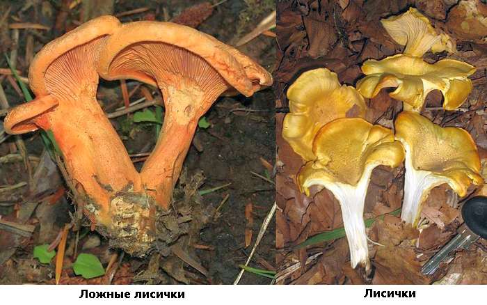 Настоящие и ложные лисички, вид сбоку, фото фотография грибы