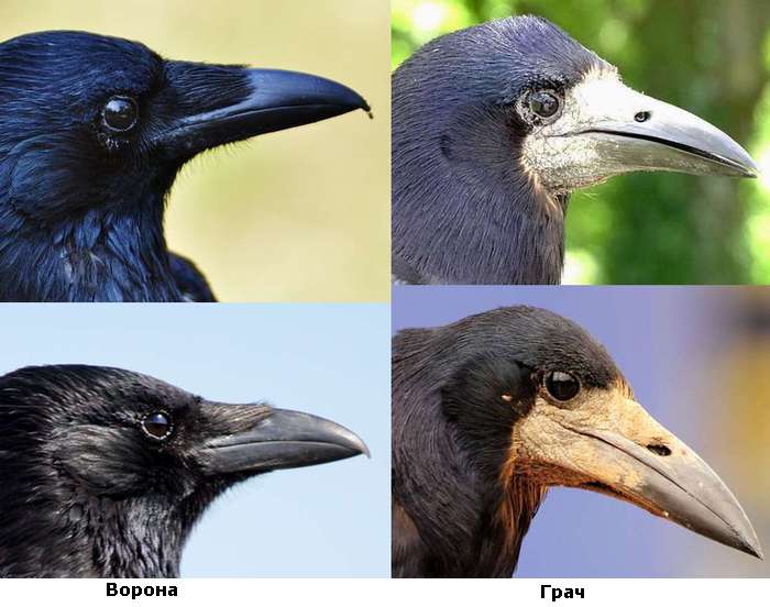 Клювы черной вороны и грача, фото фотография птицы