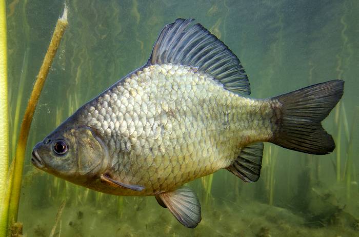 Карась обыкновенный, или золотой (Carassius carassius), фото фотография рыбы