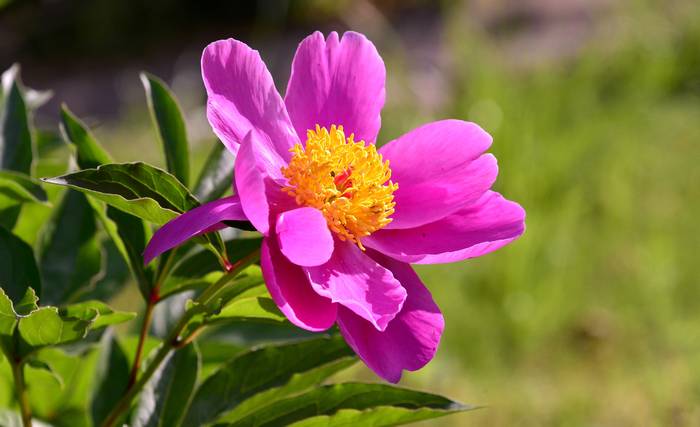 Розовый пион, фото фотография садовые растения