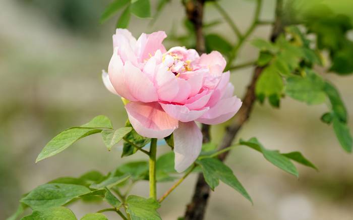 Розовый пион, фото фотография садовые растения