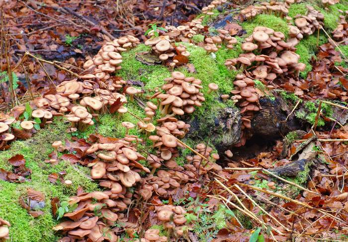 Темный опенок (Armillaria ostoyae), фото грибы фотография