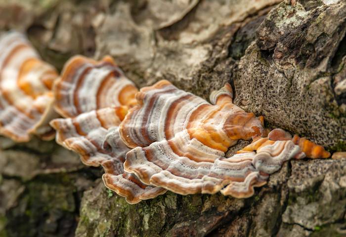 Траметес, или трутовик разноцветный (Trametes versicolor), фото грибы картинка