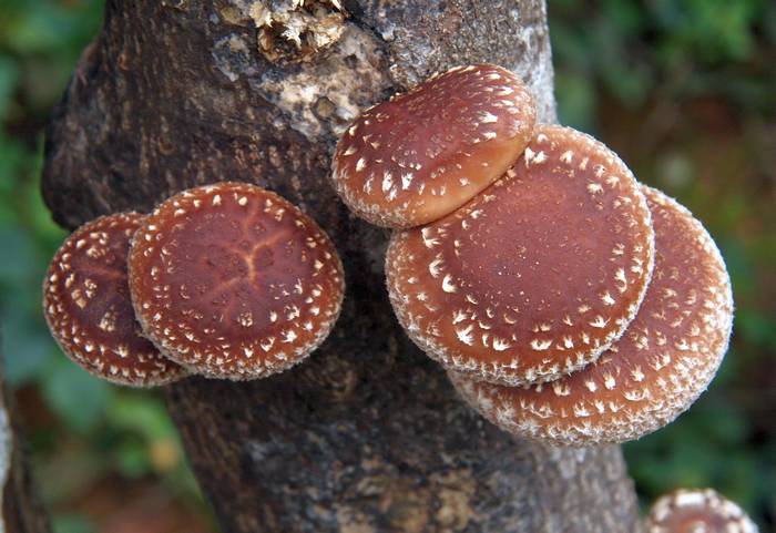 Шиитаке (Lentinula edodes), фото грибы фотография