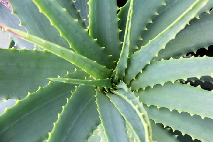 Алоэ Вера (Aloe vera), фото фотография полезные растения