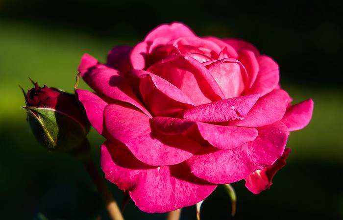 Роза сорта Баркаролла, фото фотография цветы