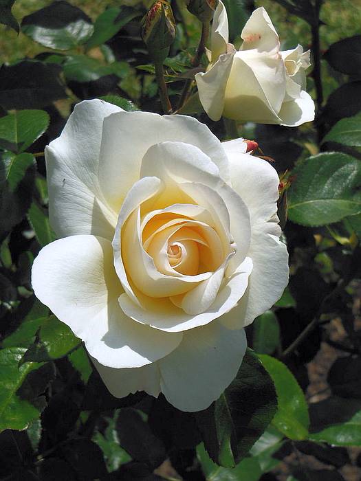 Роза сорта Гран Норд, фото фотография цветы