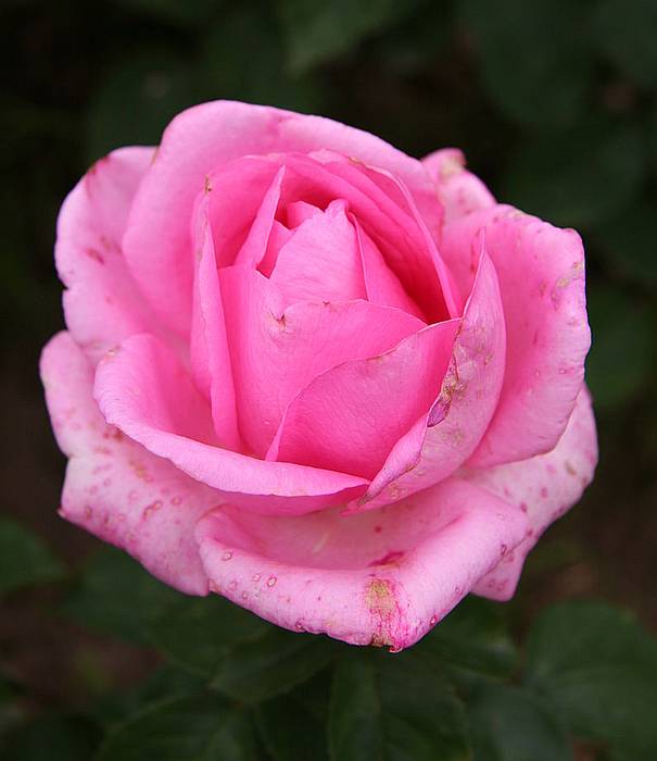 Роза сорта  Жардин де Вилландри, фото фотография цветы