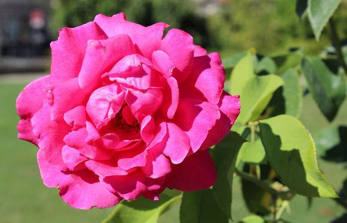 Роза сорта  Каприз де Мейян, фото фотография цветы