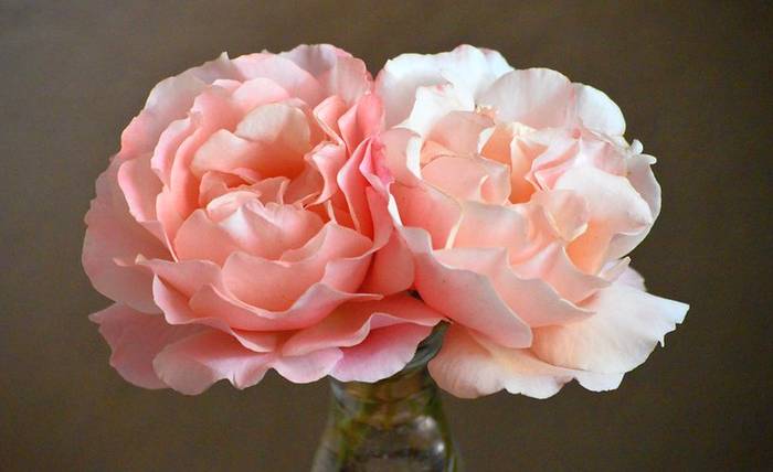 Роза сорта  Тендресс, фото фотография цветы