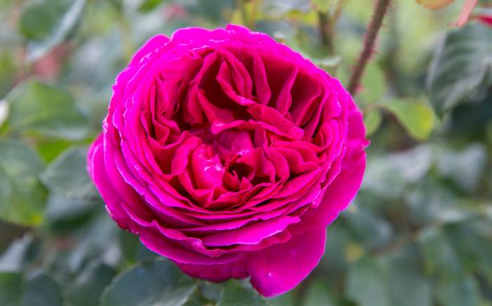 Роза сорта Отелло, фото фотография цветы