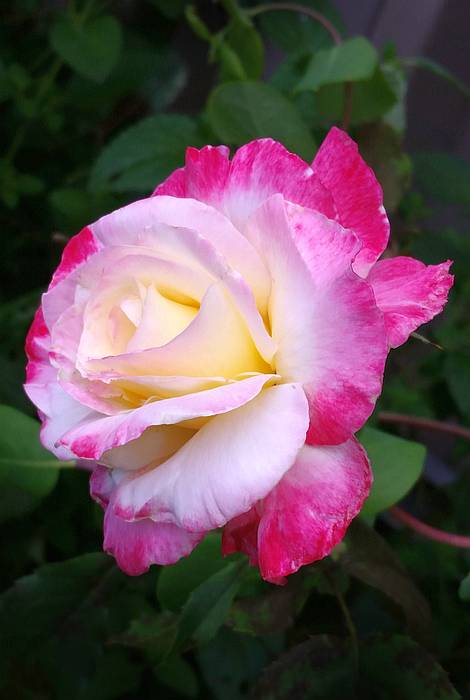 Роза сорта  Дабл Делайт, фото фотография цветы