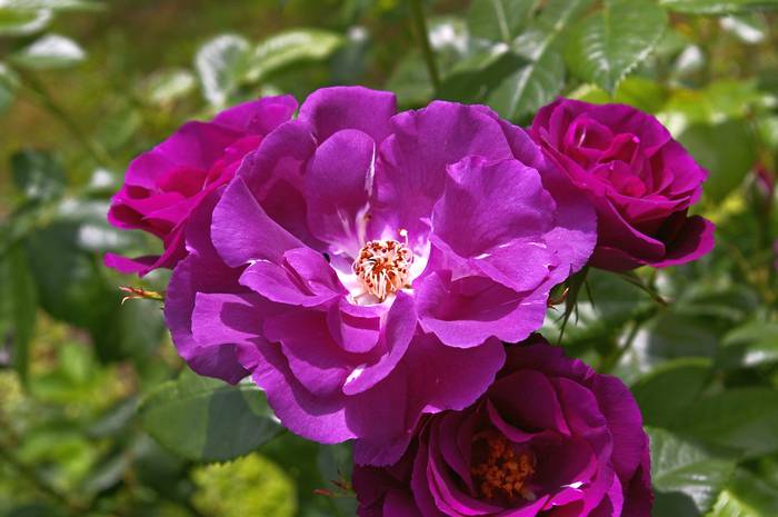 Роза сорта Рапсодия ин блу, фото фотография цветы