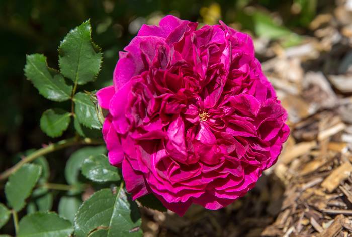 Роза сорта Вильям Шекспир, фото фотография цветы