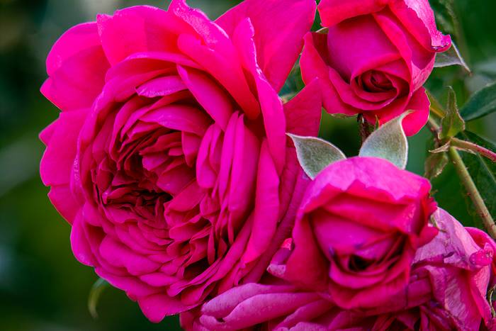 Роза сорта Лагуна, фото фотография цветы