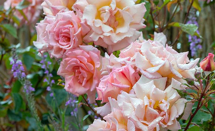 Роза сорта Компэйшн, фото фотография цветы