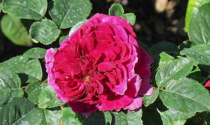 Роза сорта Фишермэнс Френд, фото фотография цветы