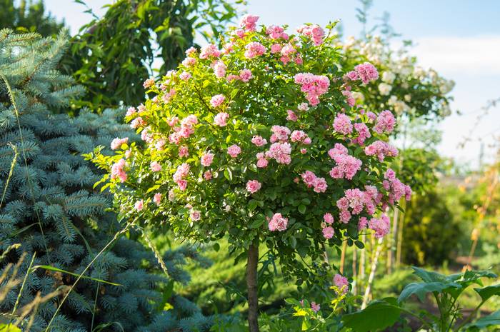 Штамбовая роза, или розовое дерево, фото фотография цветы