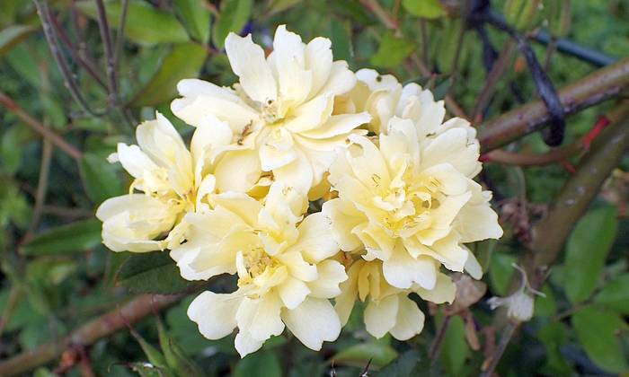 Роза Леди Бэнкс (Rosa banksiae), фото фотография цветы