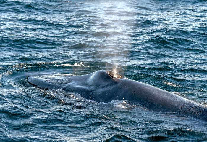 Синий, или голубой кит (Balaenoptera musculus), фото животные фотография
