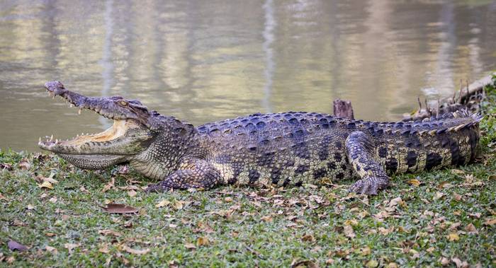   (Crocodylus porosus),   