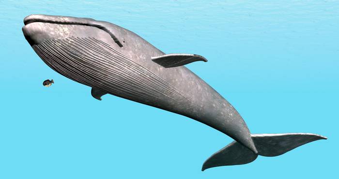 Синий кит (Balaenoptera musculus), рисунок картинка