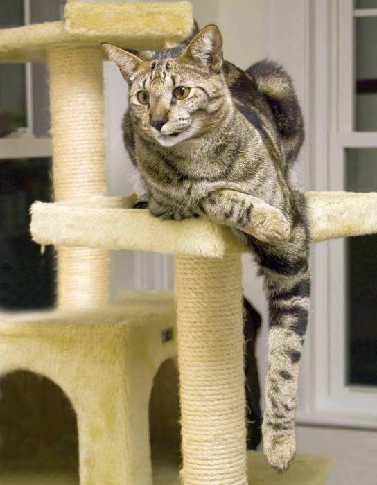 Кошка саванна, фото фотография кошки коты