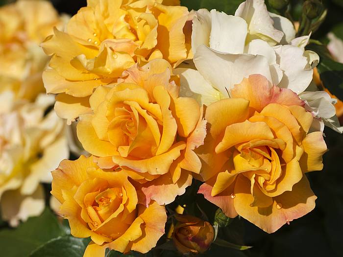 Роза Tequila, фото фотография цветы