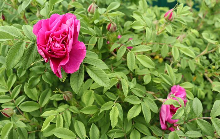 Роза Ругоза (Hybrid Rugosa), фото фотография цветы