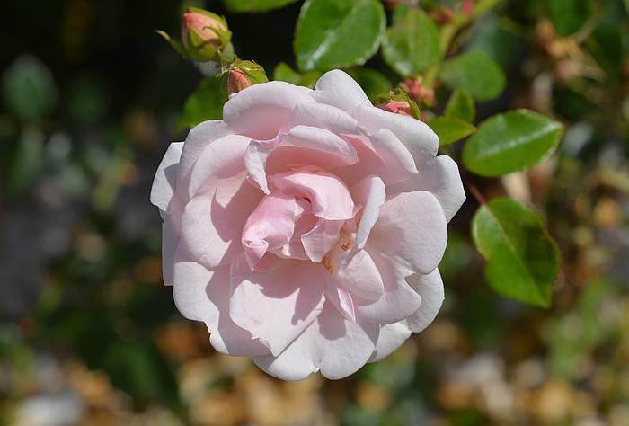 Вьющая роза New Dawn, фото фотография цветы