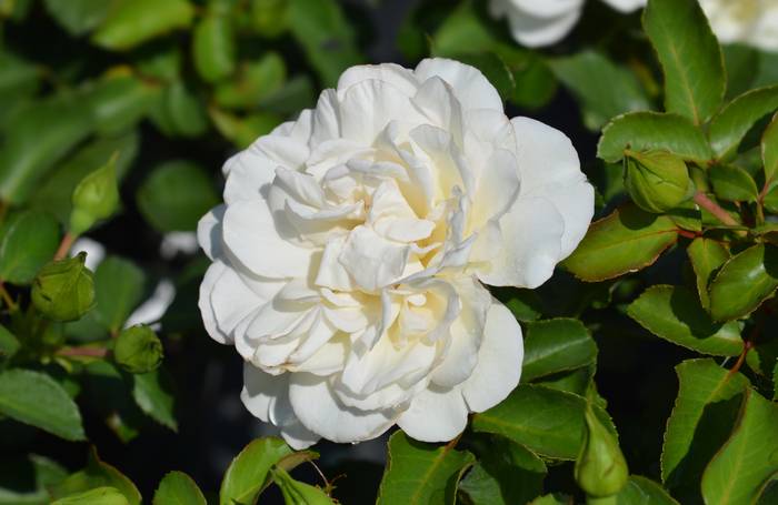 Роза Swany, фото фотография цветы
