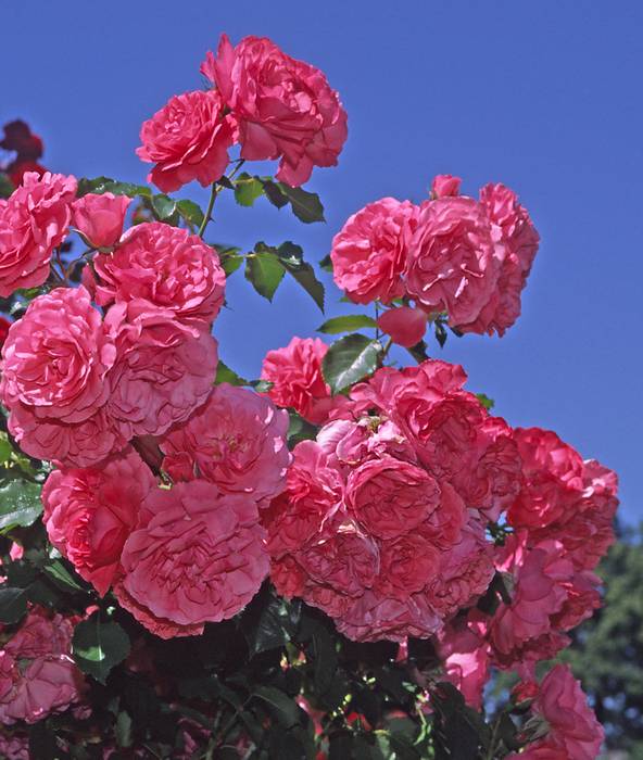 Роза Rosarium Uetersen, фото фотография цветы