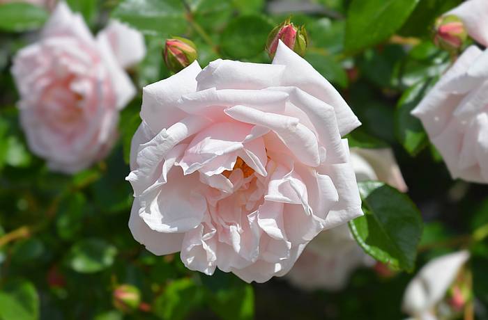 Роза New Dawn, фото фотография цветы