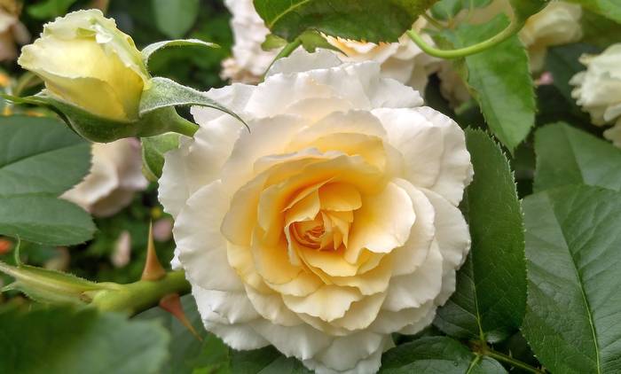 Марджори Маршалл Harkness, фото фотография цветы