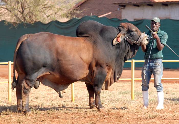 Порода коров брахман, фото фотография крупный рогатый скот