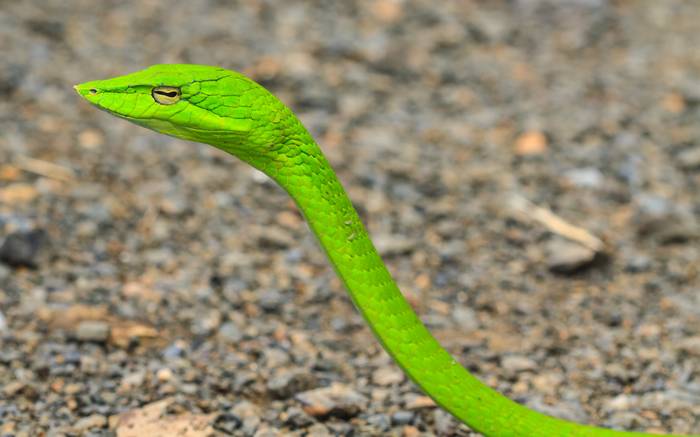 Зеленая виноградная змея (Oxybelis fulgidus), фото фотография рептилии