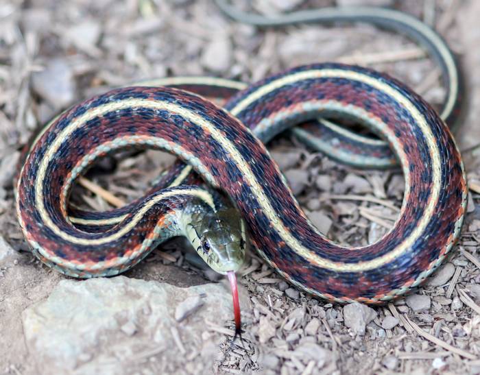 Подвязочная змея (Thamnophis terras), фото фотография рептилии
