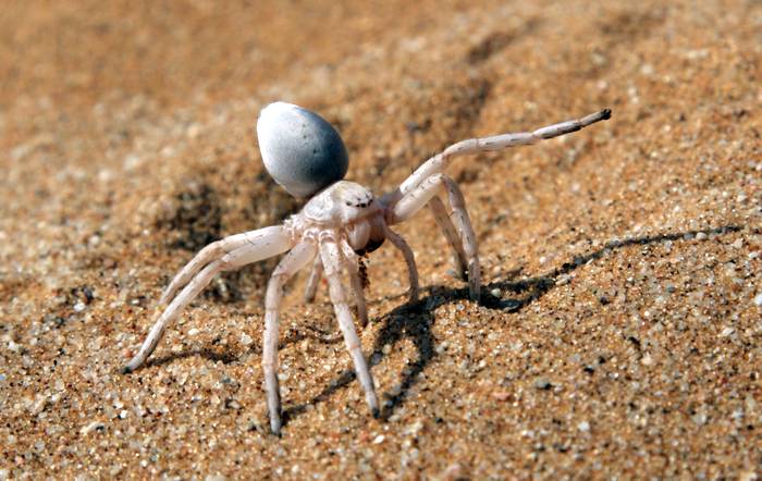 Золотой катящийся паук (Carparachne aureoflava), фото фотография животные