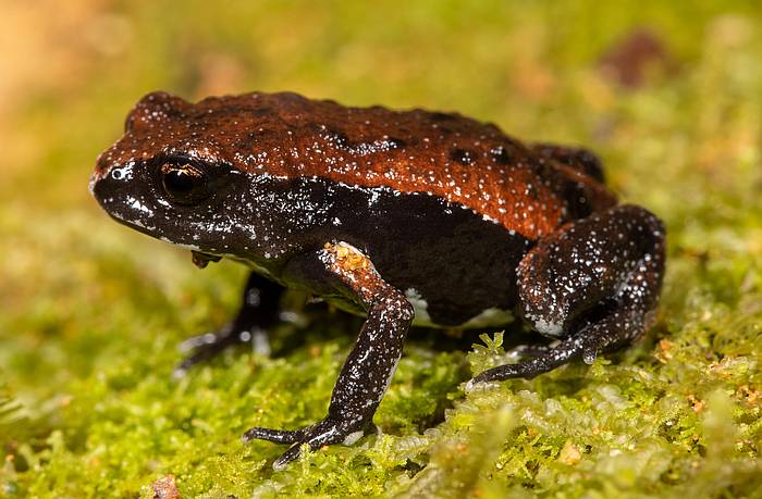 Красноспинная ложная жаба (Pseudophryne coriacea), фото бесхвостые амфибии, фотография земноводные