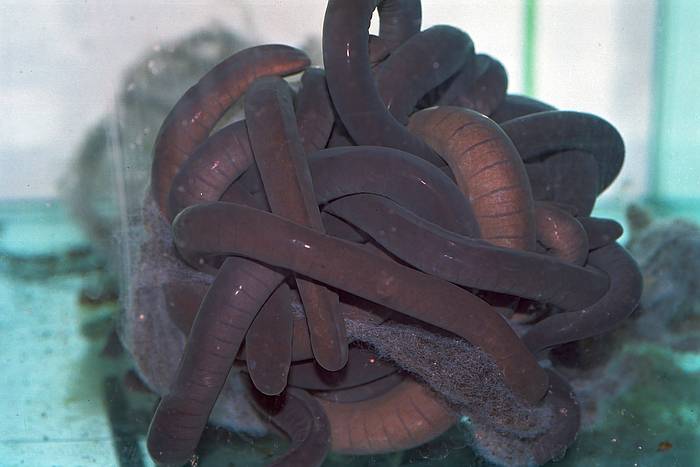 Водная червяга (Typhlonectes compressicauda), фото фотография амфибии