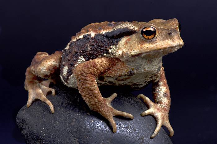 Дальневосточная жаба (Bufo gargarizans), фото фотография земноводные