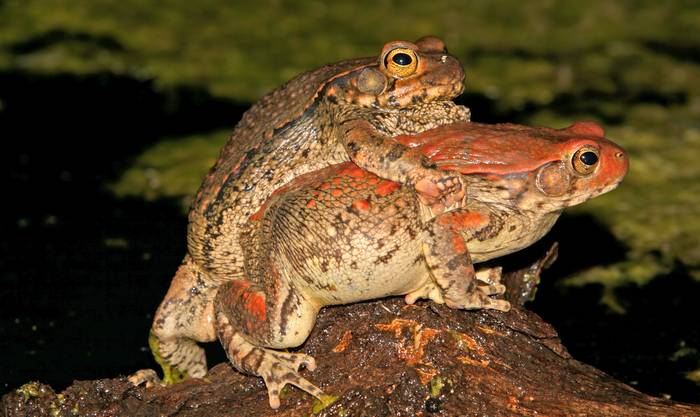 Красная жаба (Schismaderma carens), фото фотография амфибии