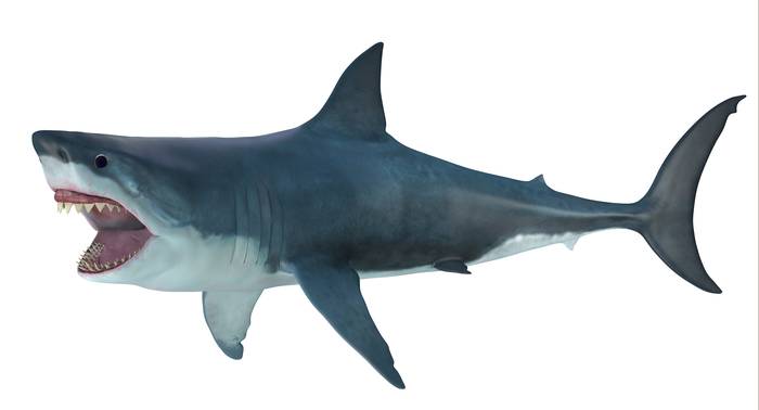 Мегалодон (Carcharodon megalodon), фото фотография акулы рыбы