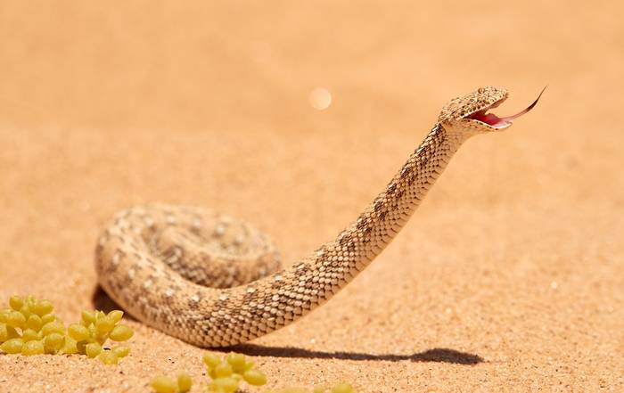 Карликовая африканская гадюка (Bitis peringueyi), фото фотография змеи