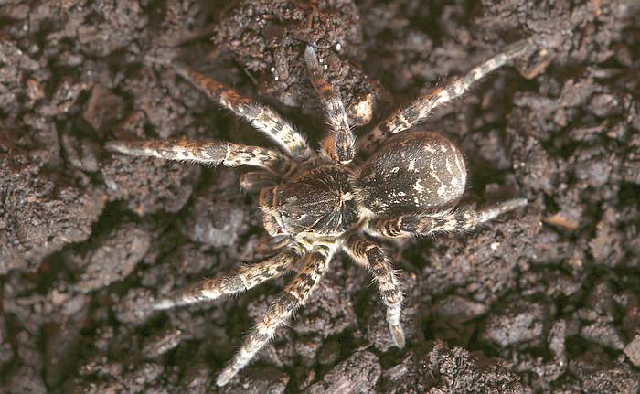 Апулийский тарантул (Lycosa tarantula), фото фотография пауки