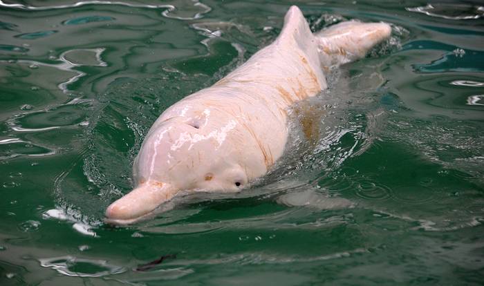 Китайский речной дельфин (Lipotes vexillifer), фотография фото киты