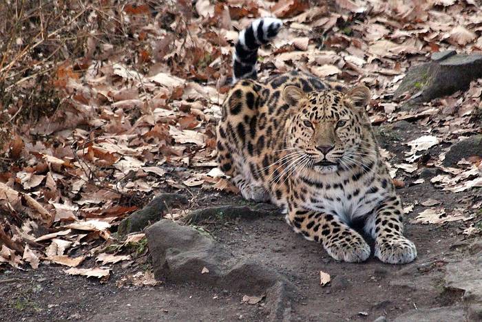 Дальневосточный леопард (Panthera pardus orientalis), фото животные картинка
