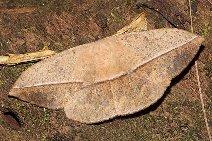 Лономия (Lonomia obliqua), фото фотография бабочки